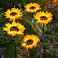 🔥Zonnebloem LED-tuinsteker op zonne-energie